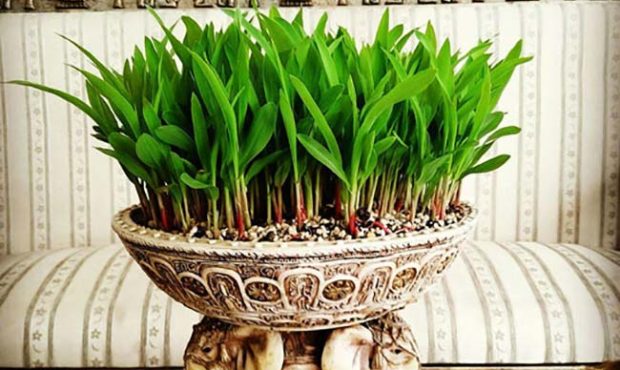 هستههای مرکبات جایگزین مناسب سبزه عید هستههای مرکبات جایگزین مناسب سبزه عید