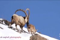 یک جفت پازن و بز در ارتفاعات همدان